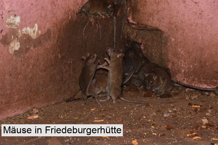 Mäuse in Friedeburgerhütte
